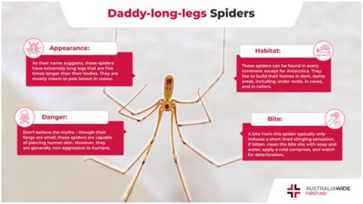 Where do daddy long legs come from?