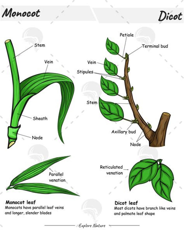 Where do dicots form new branches?