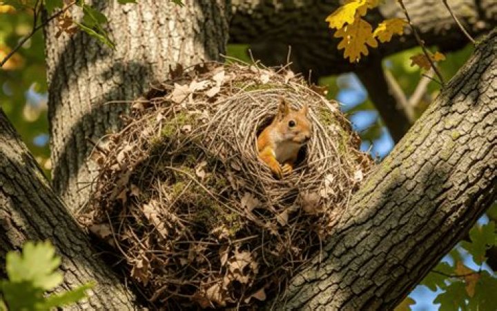 Where do dunnocks build their nests?