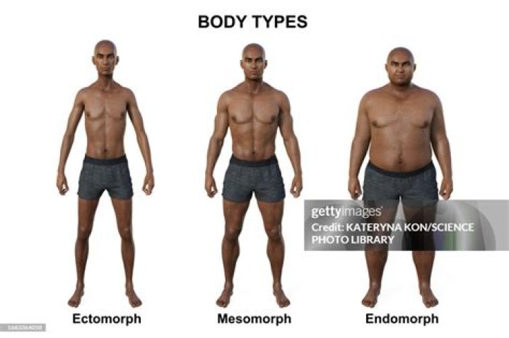 Where do ectomorphs store fat?