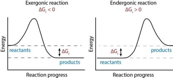 Where do endergonic reactions occur?