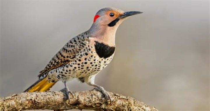 Where do flickers roost?