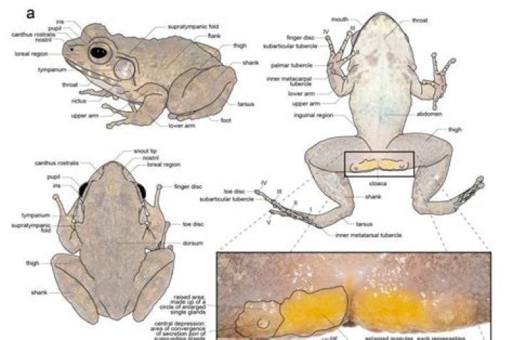 Where do gastric brooding frogs live?