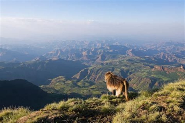 Where do geladas live?
