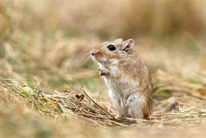 Where do gerbils come from?