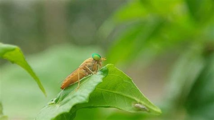 Where do horseflies sleep?
