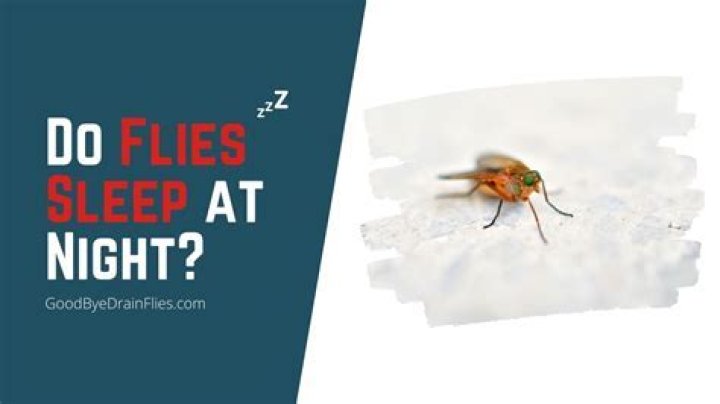 Where do house flies go at night?