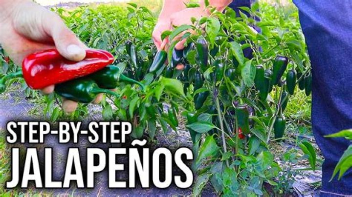 Where do jalapenos originate from?