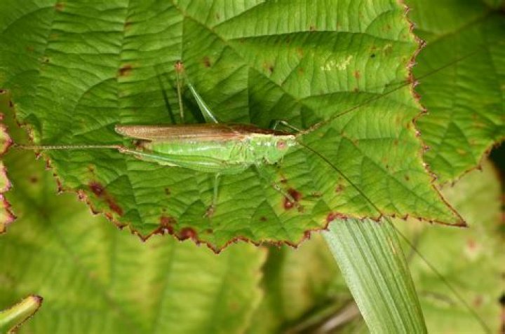 Where do long-winged conehead live?