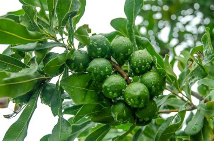 Where do macadamia nuts come from?