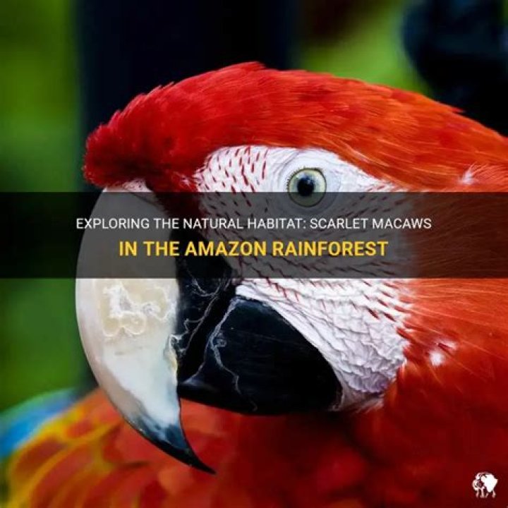 Where do macaws live in the amazon rainforest?