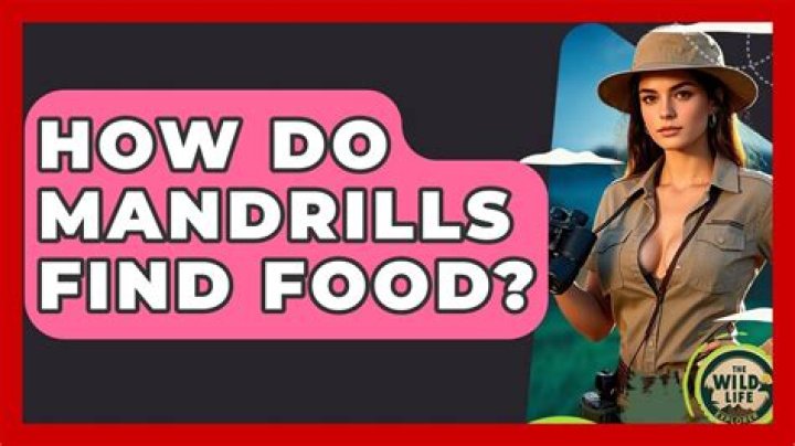 Where do mandrills find food?