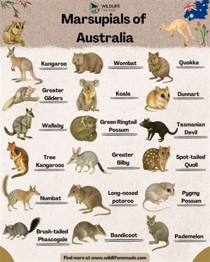 Where do marsupials live in australia?