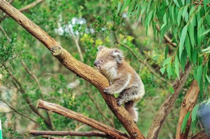 Where do most koalas live?