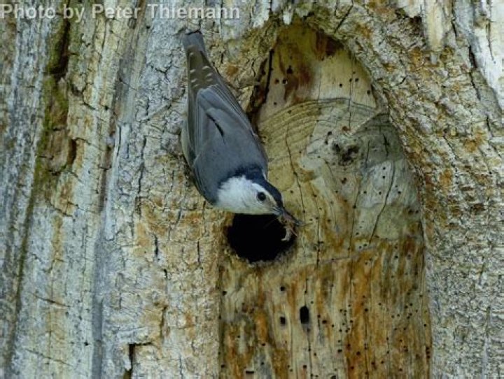 Where do nuthatch nest?