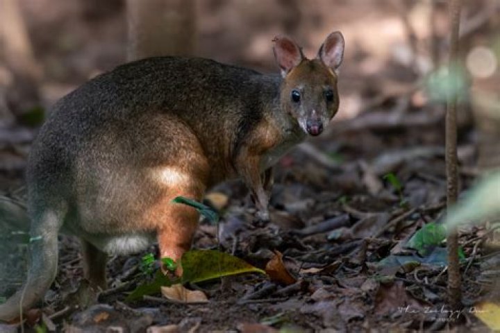 Where do pademelons live?