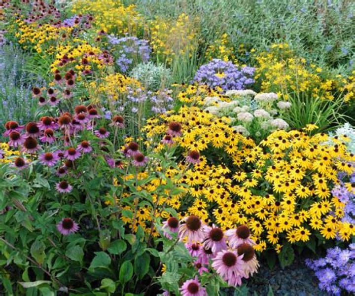 Where do perennials grow?