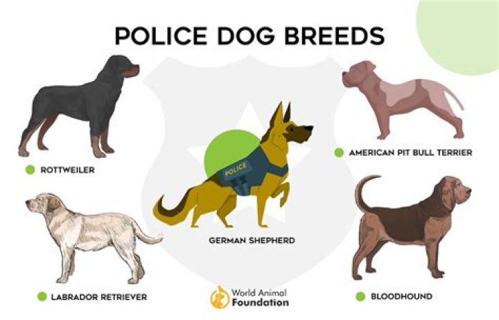 Where do police departments get their dogs?