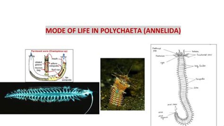 Where do polychaetes live?