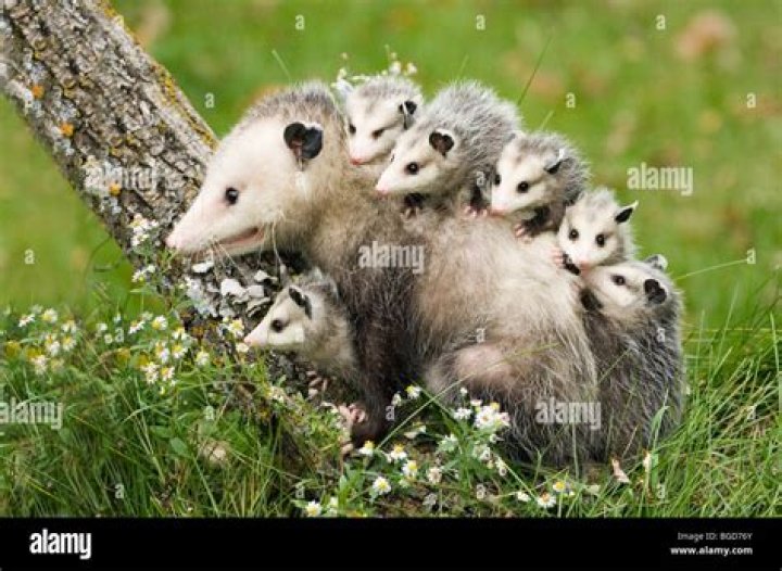Where do possums carry their babies?