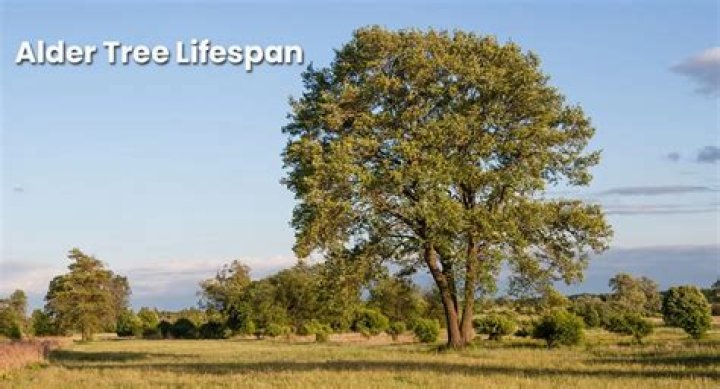 Where do red alder trees grow?
