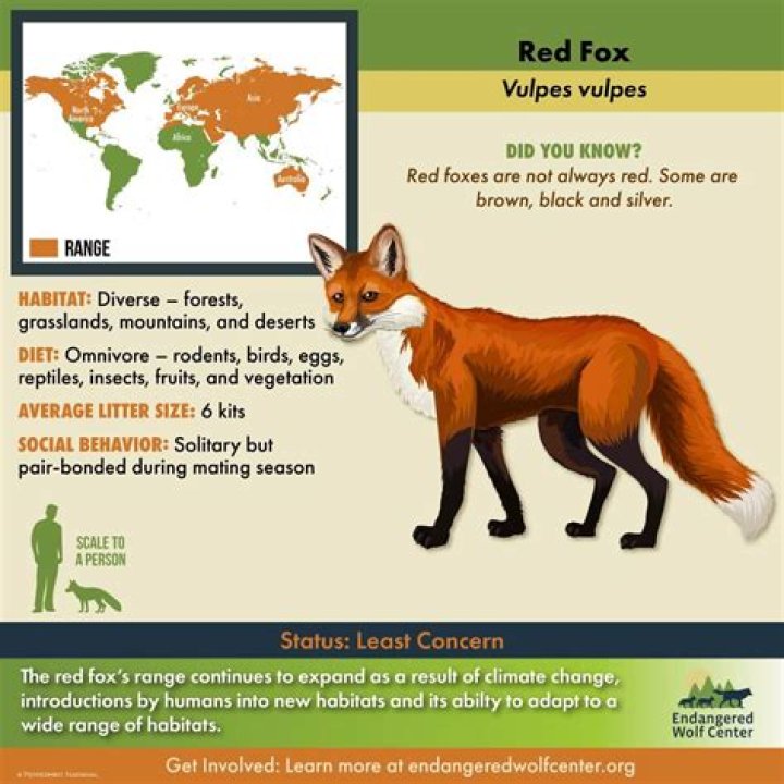 Where do red foxes live?