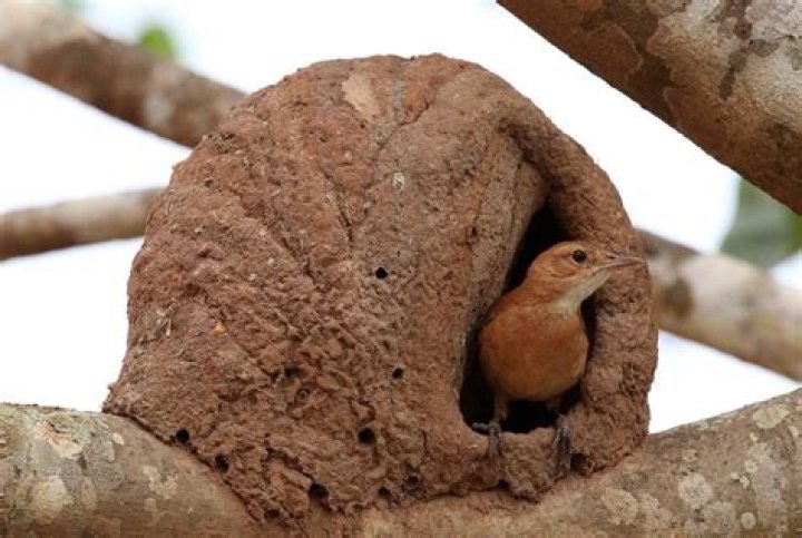 Where do red ovenbird live?