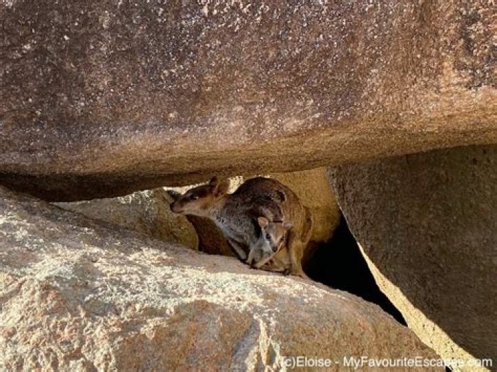 Where do rock wallabies live?