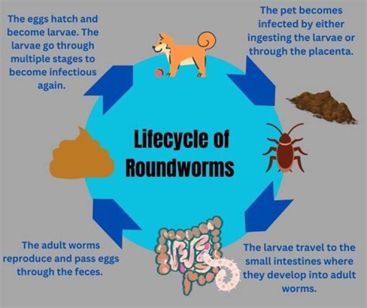 Where do roundworms live in humans?