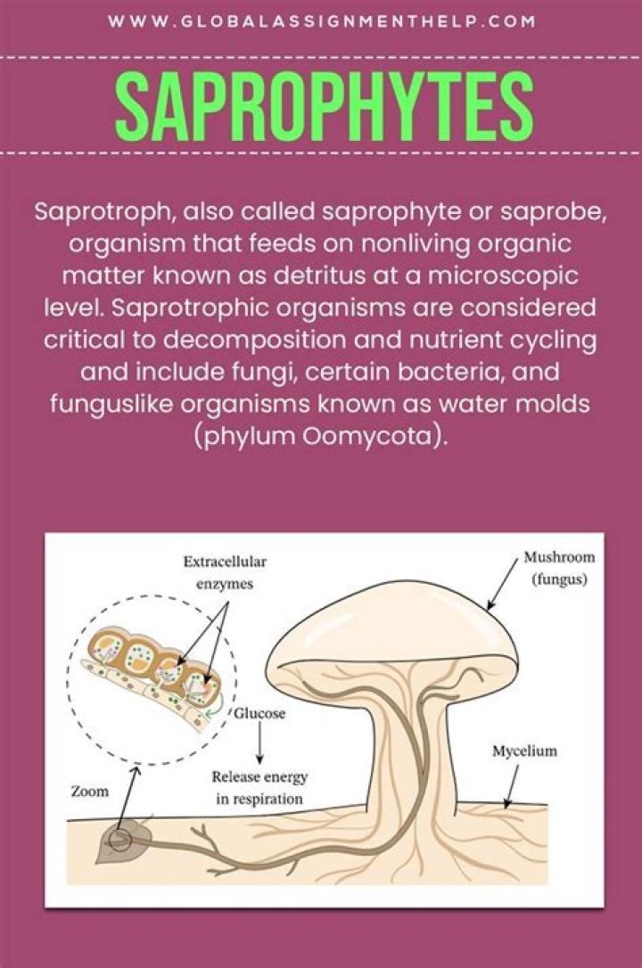 Where do saprophytes live?