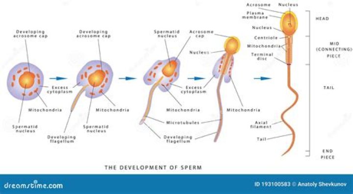 Where do spermatozoa mature?
