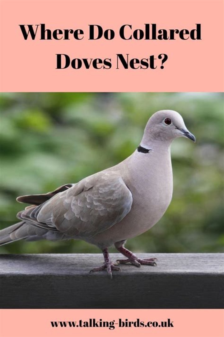 Where do stock doves nest?