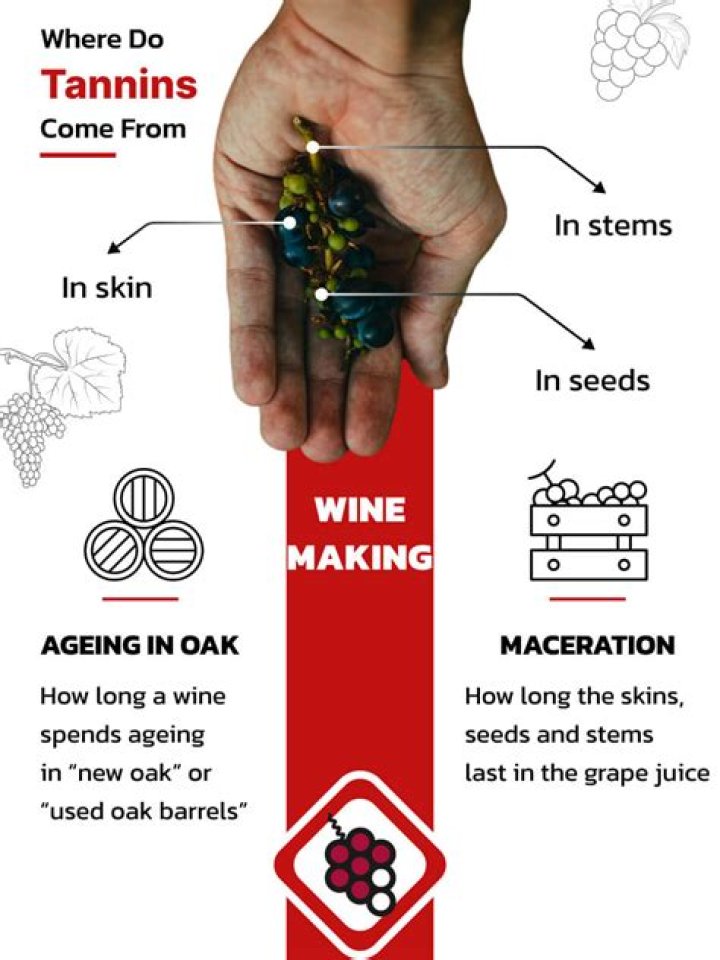 Where do tannins in wine come from?