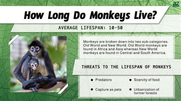 Where do the monkeys live?