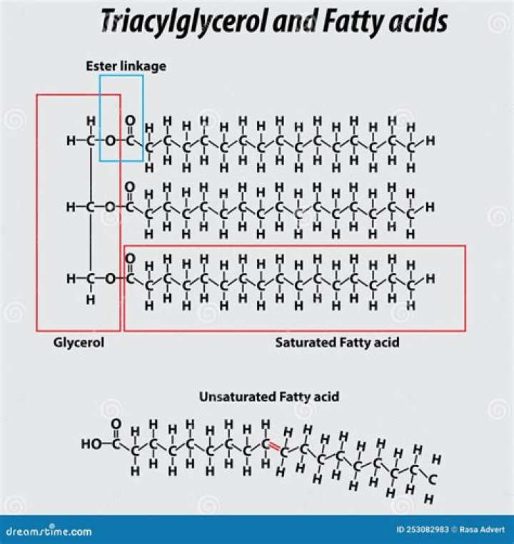 Where do we get triglycerides from?