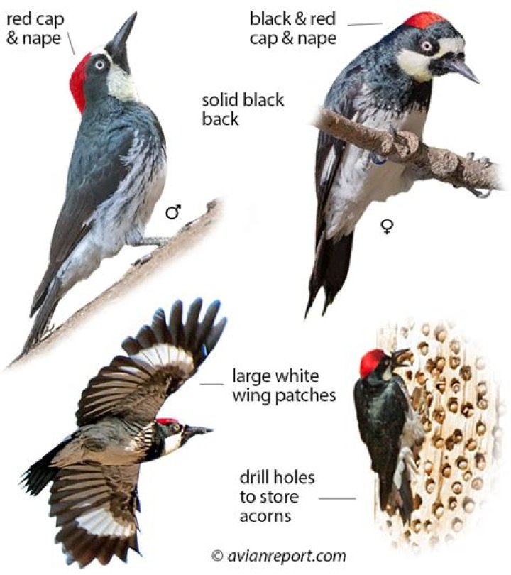 Where do white headed woodpeckers live?