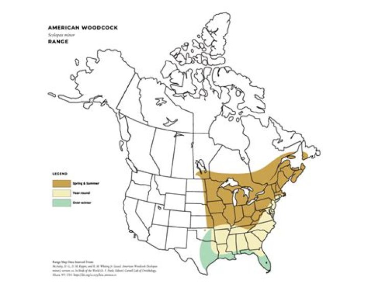 Where do woodcock migrate to?