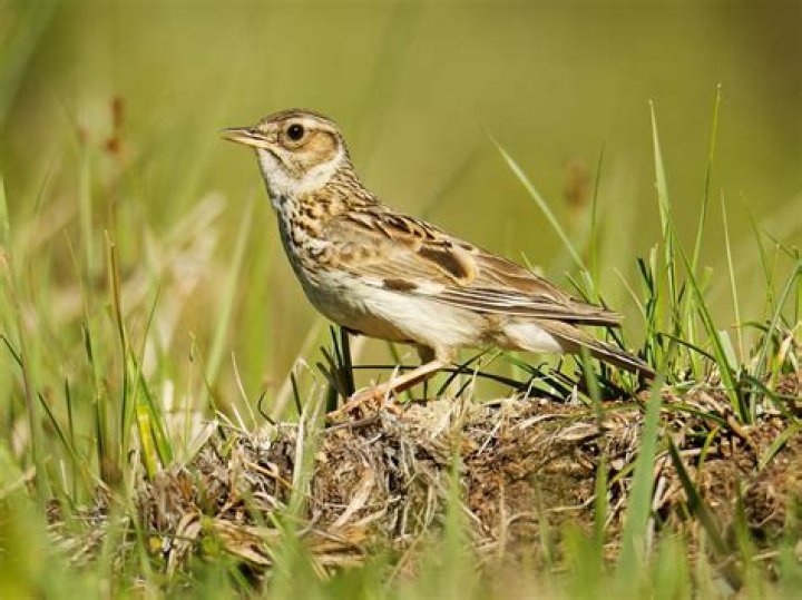 Where do woodlarks live?