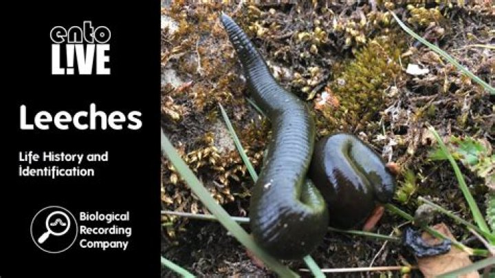 Where does a leech live?