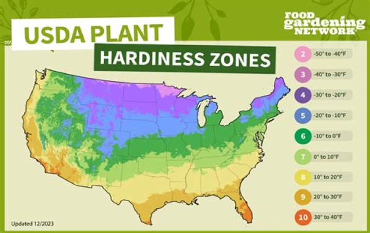 Where does acanthus grow?