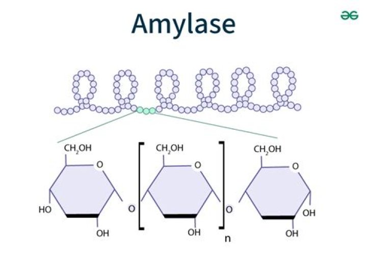 Where does amylase break down starch?