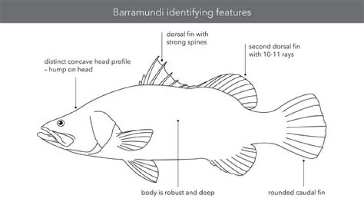 Where does barramundi fish come from?
