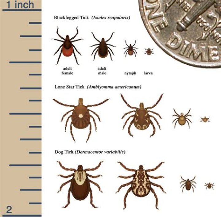 Where does blacklegged ticks live?