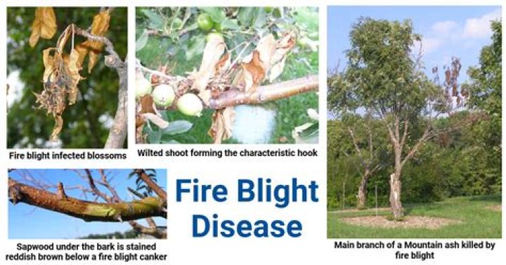 Where does blighted come from?