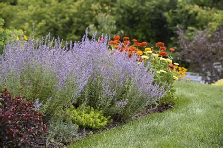 Where does blue tansy grow?