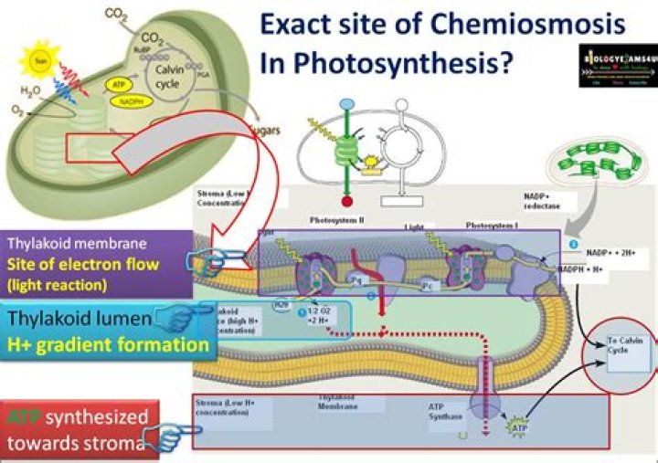 Where does chemiosmosis occur?