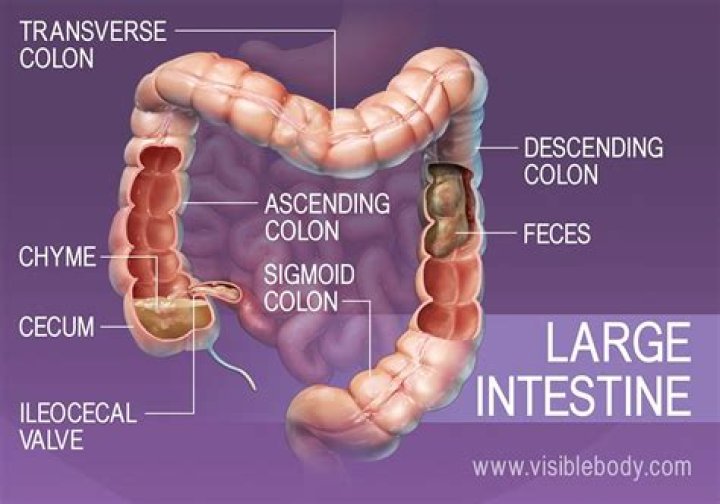 Where does chyme go after the stomach?