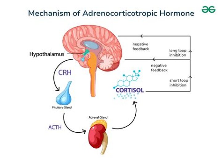 Where does corticotropin go?