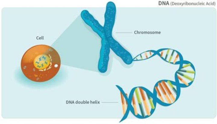 Where does dna come from?
