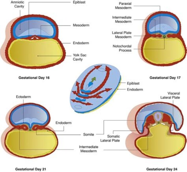 Where does extraembryonic mesoderm arise from?